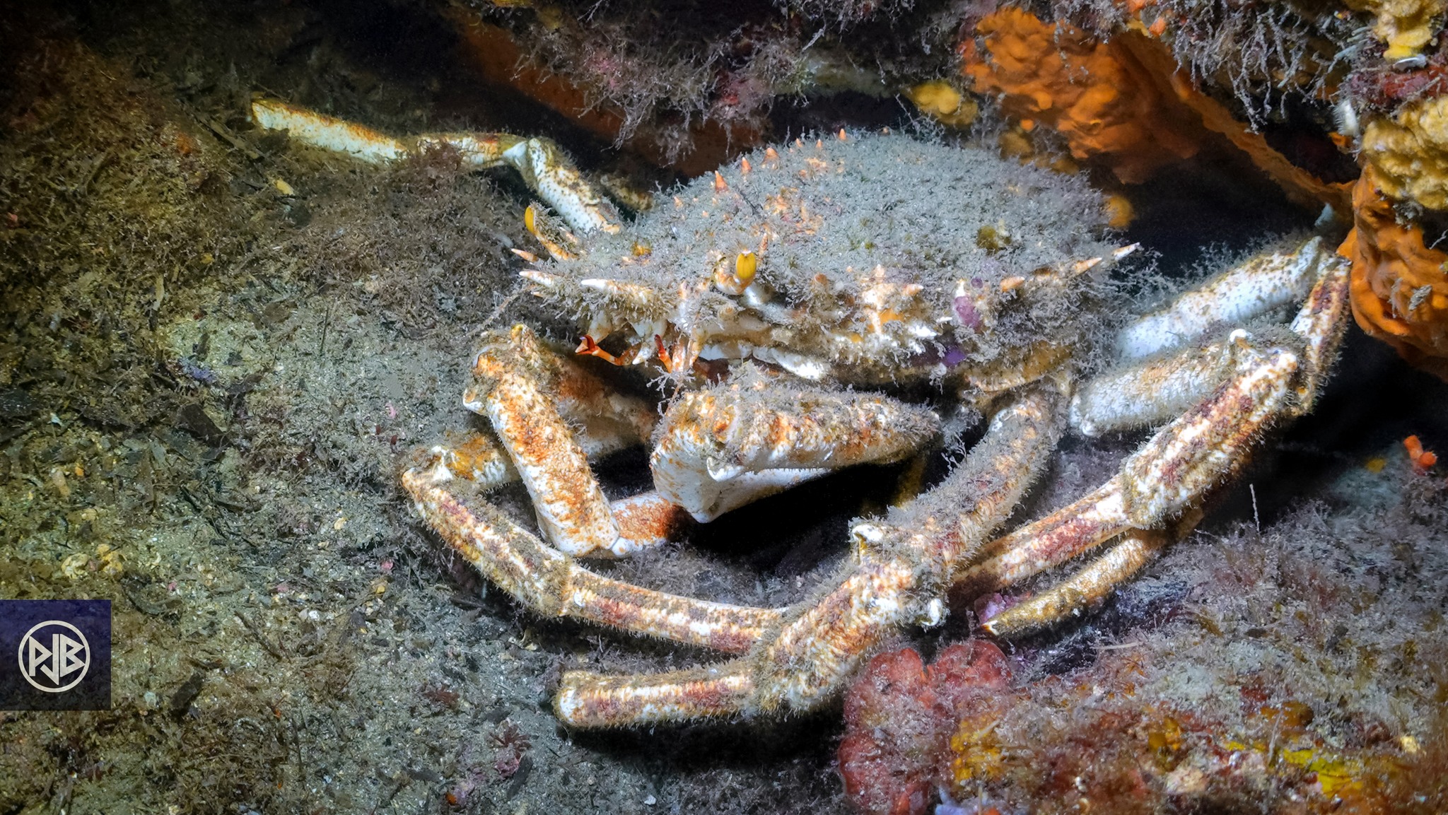 Araignée de mer / Gritta 