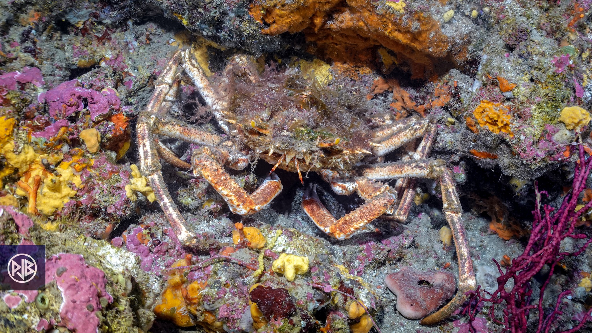 Araignée de mer / Gritta  Araignée de mer / Gritta