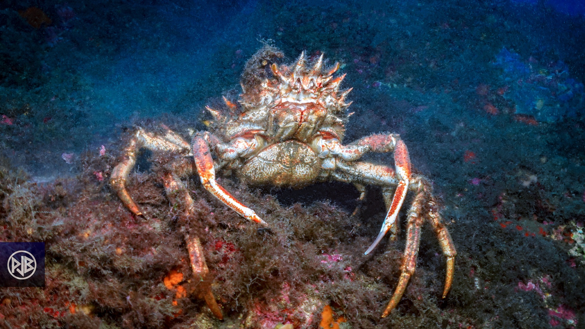 Araignée de mer / Gritta 