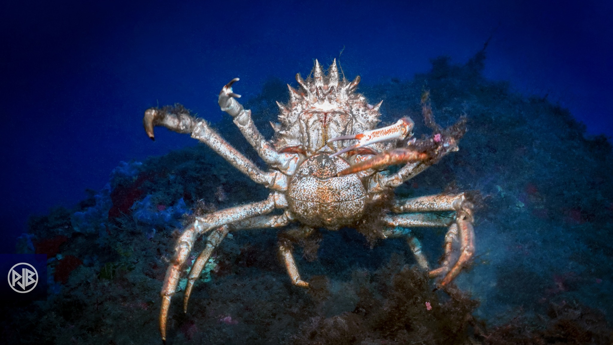 Araignée de mer / Gritta 