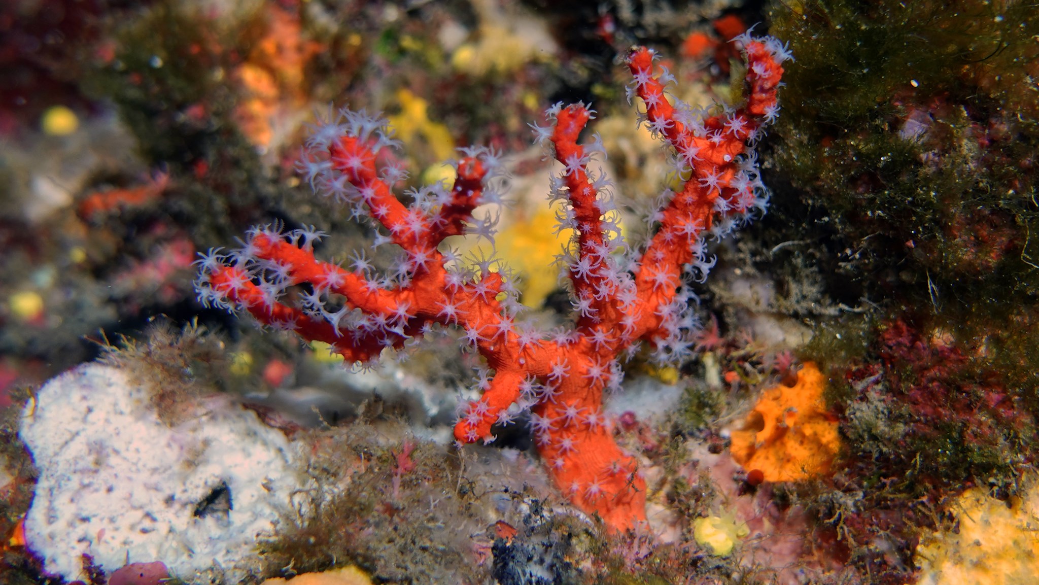Corail rouge de méditerranée / Curallu rossu Corail rouge de méditerranée / Curallu rossu