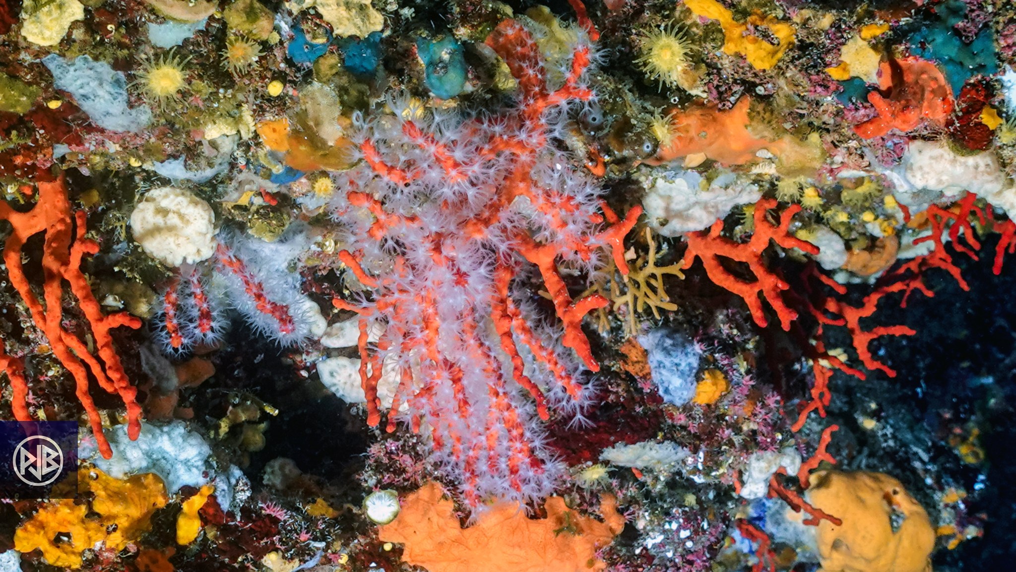 Corail rouge de méditerranée / Curallu rossu