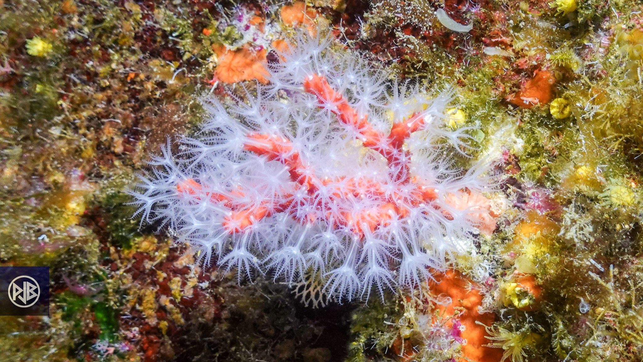 Corail rouge de méditerranée / Curallu rossu