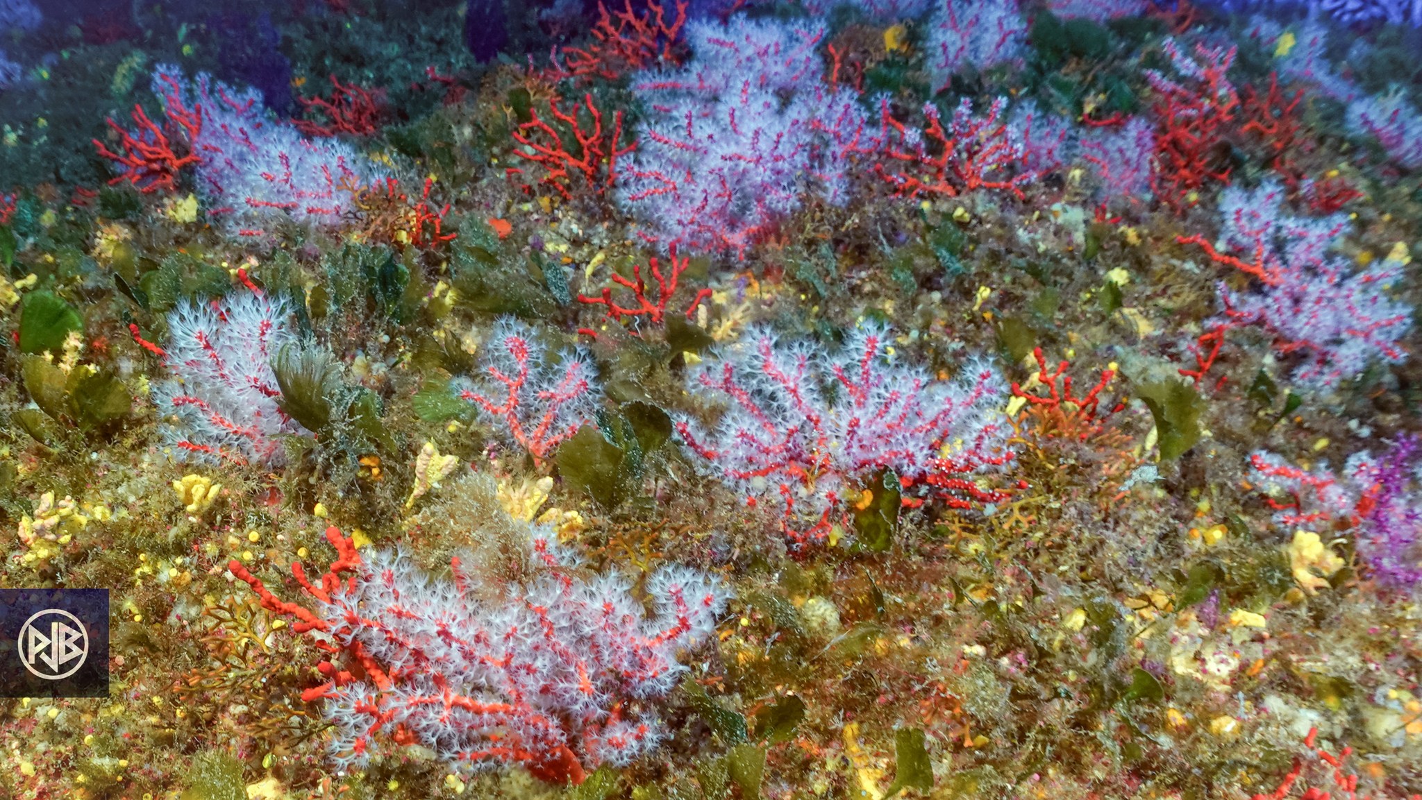 Corail rouge de méditerranée / Curallu rossu