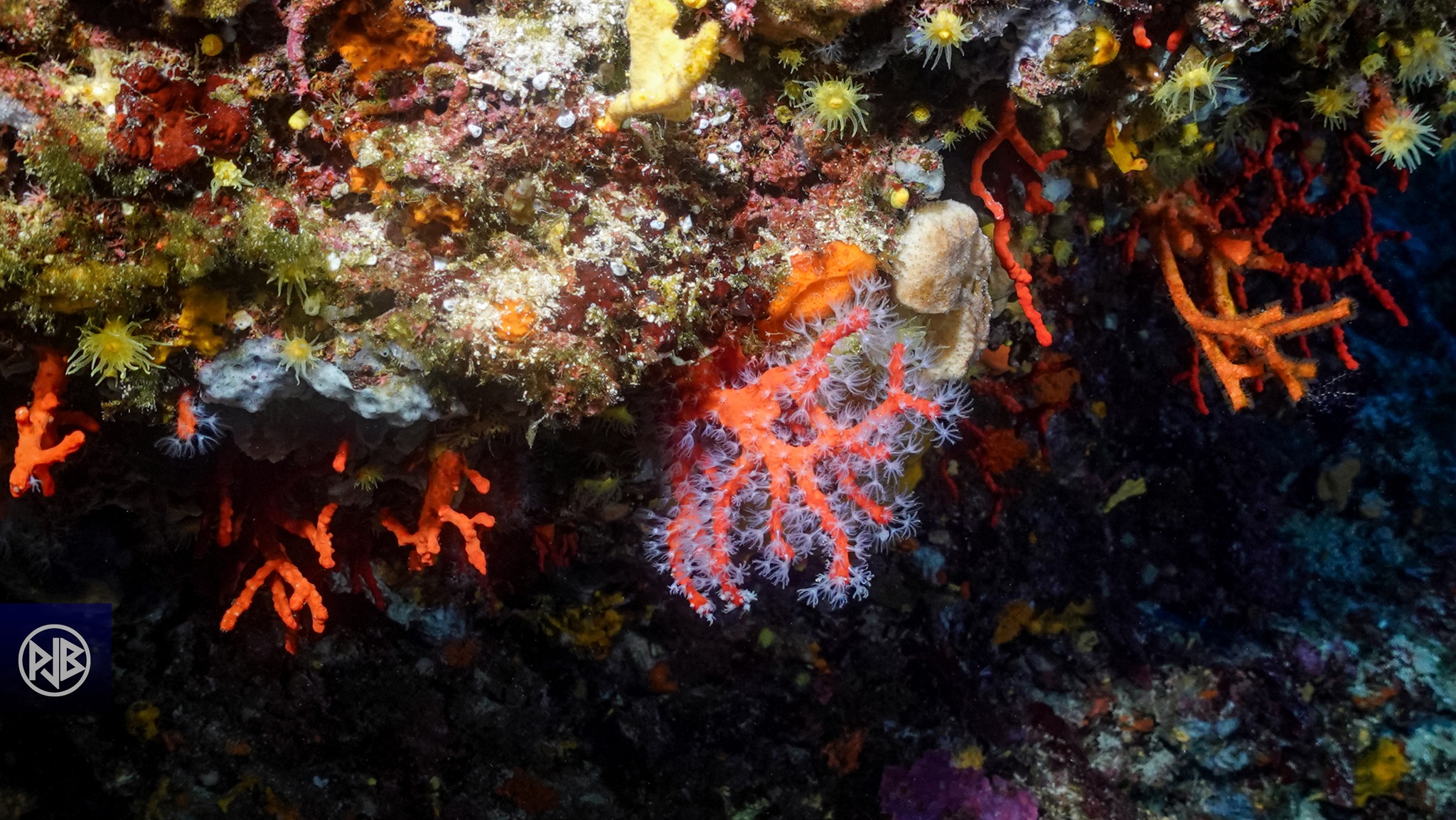 Corail rouge de méditerranée / Curallu rossu