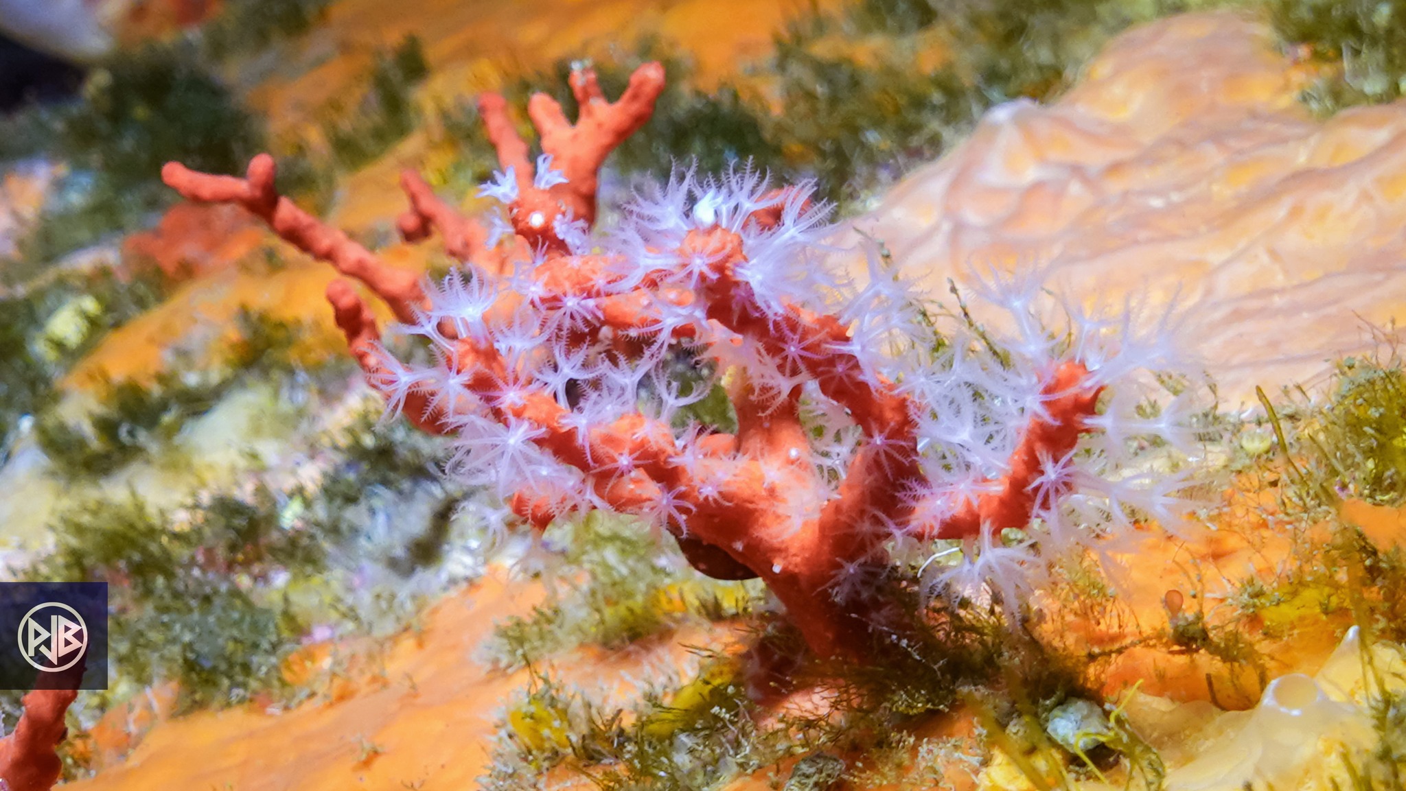 Corail rouge de méditerranée / Curallu rossu