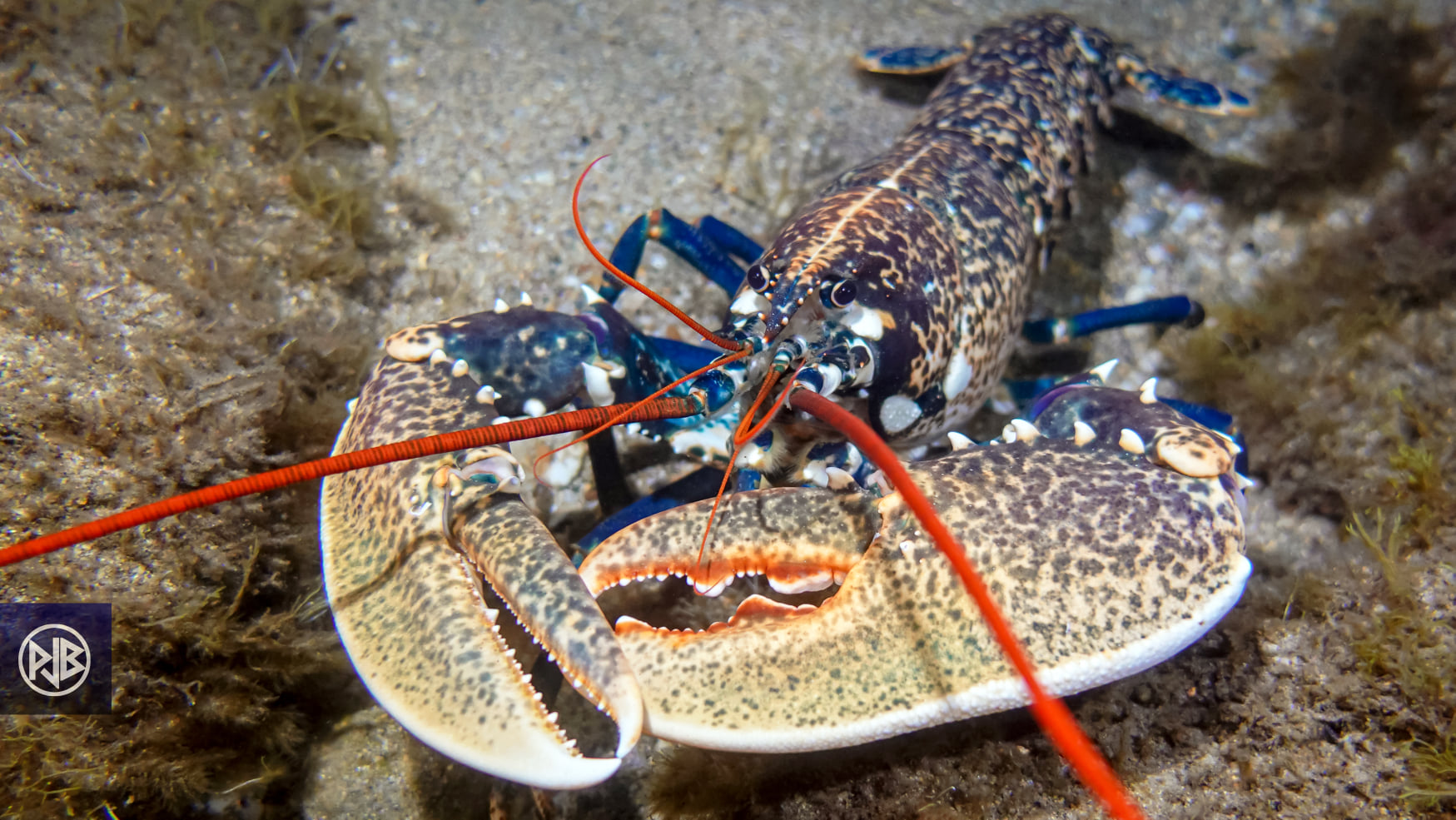 Homard européen / Lucapante