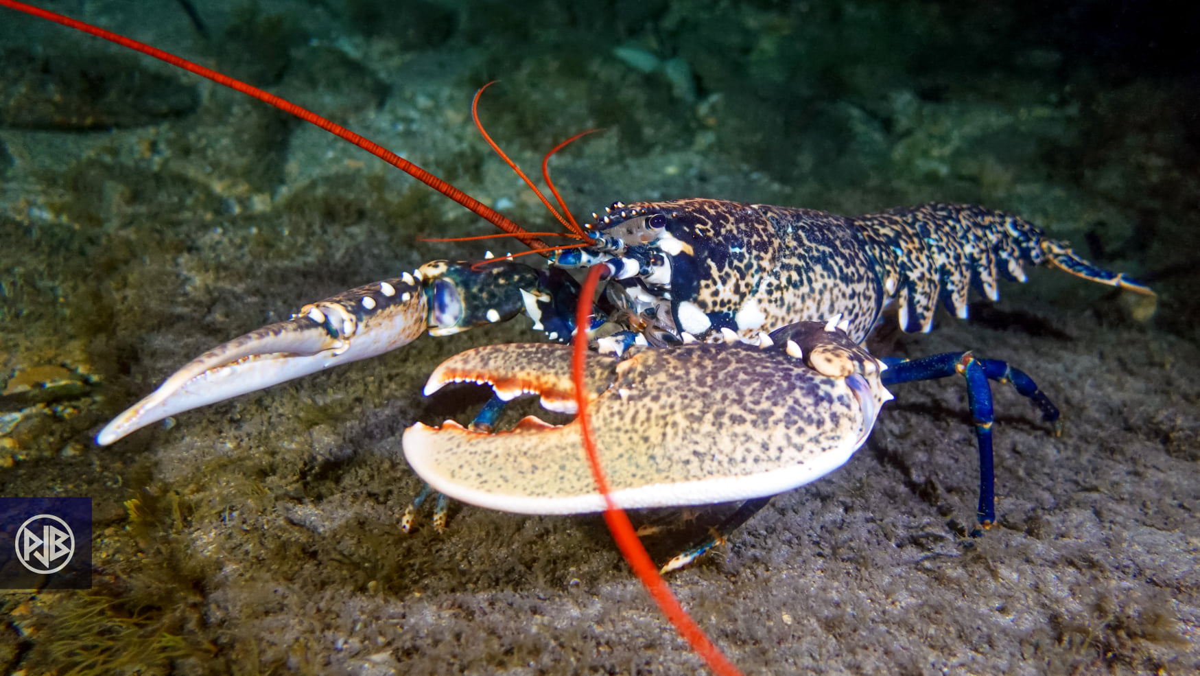 Homard européen / Lucapante