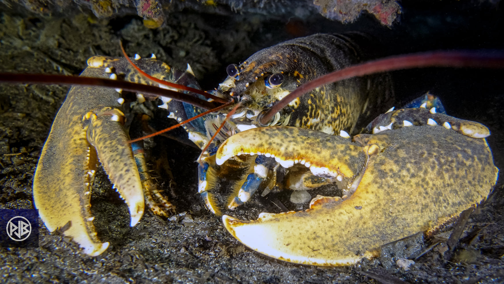Homard européen / Lucapante