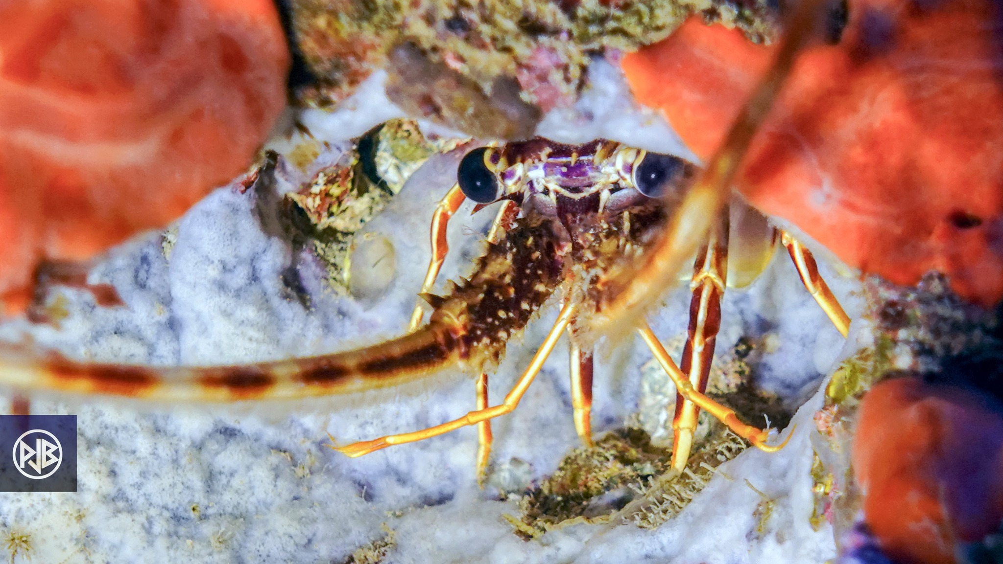 Langouste / Lingusta Langouste / Lingusta