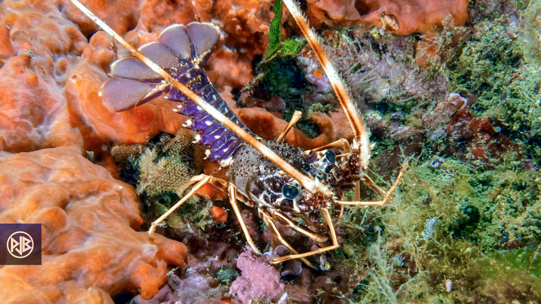 Langouste / Lingusta Langouste / Lingusta