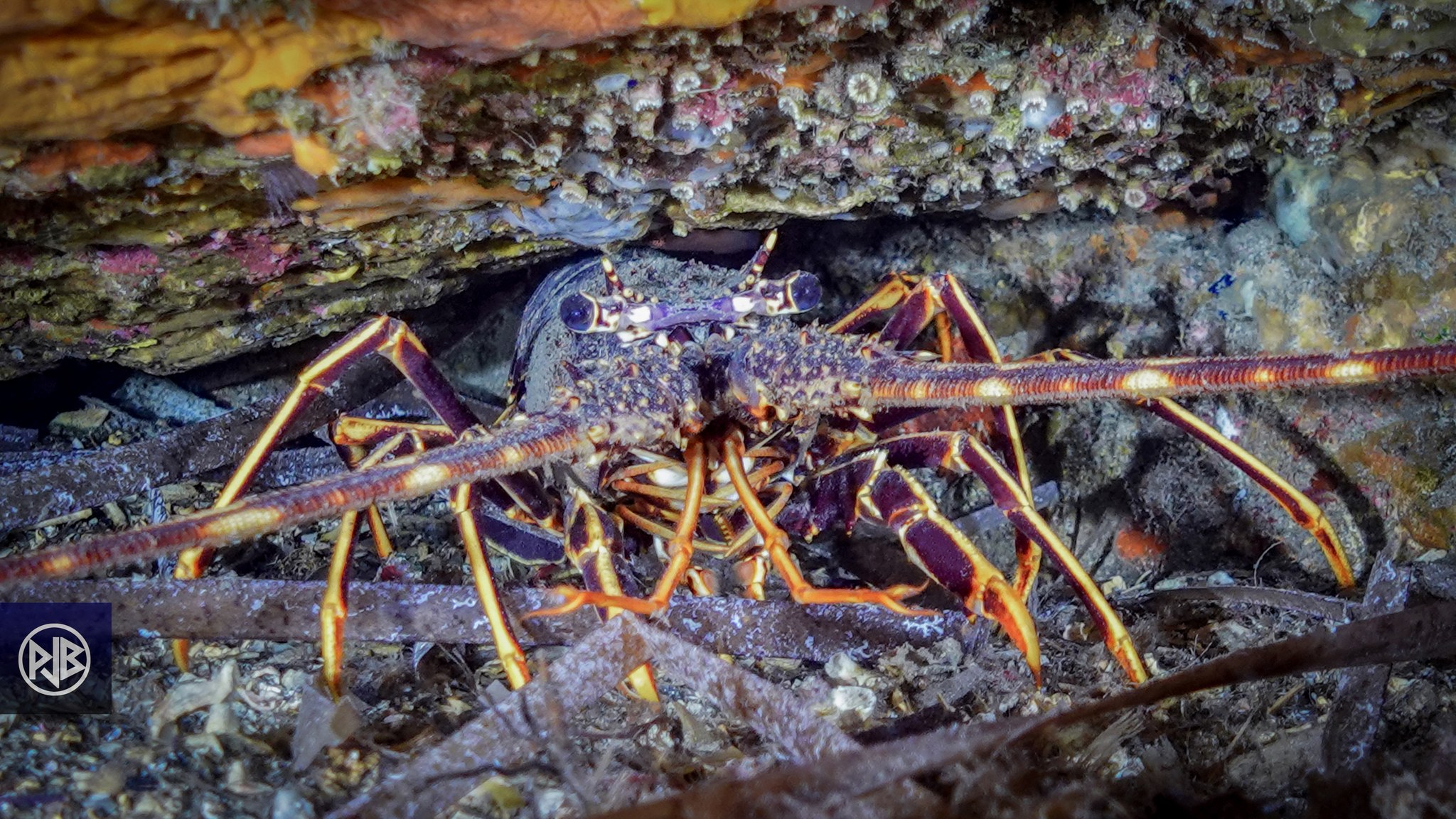 Langouste / Lingusta Langouste / Lingusta