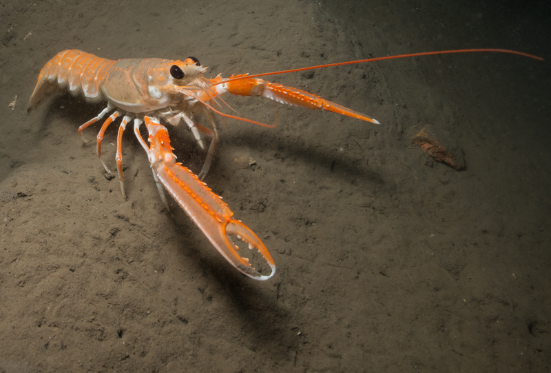 Langoustine / Langustina