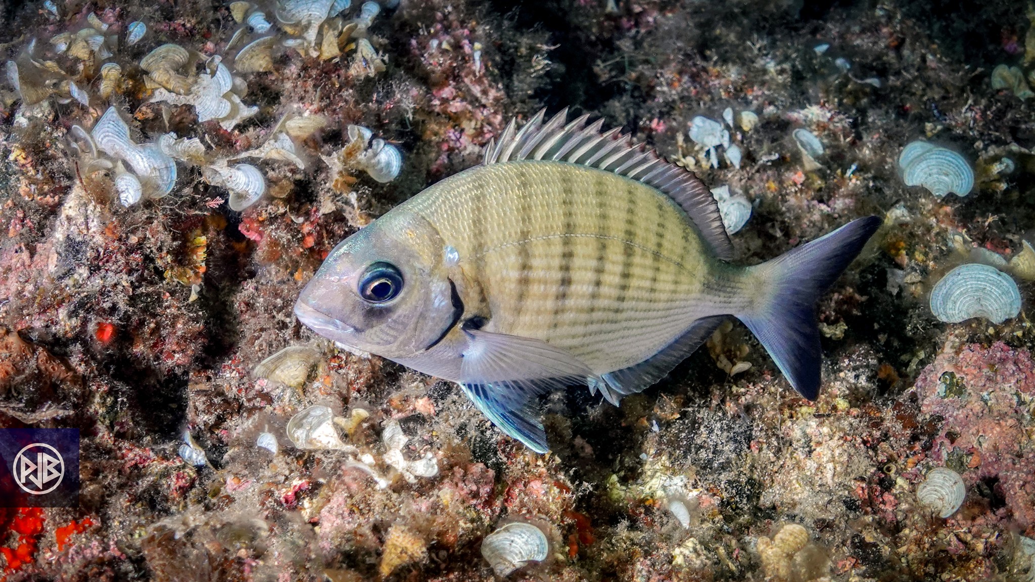 Sar commun / Saragu