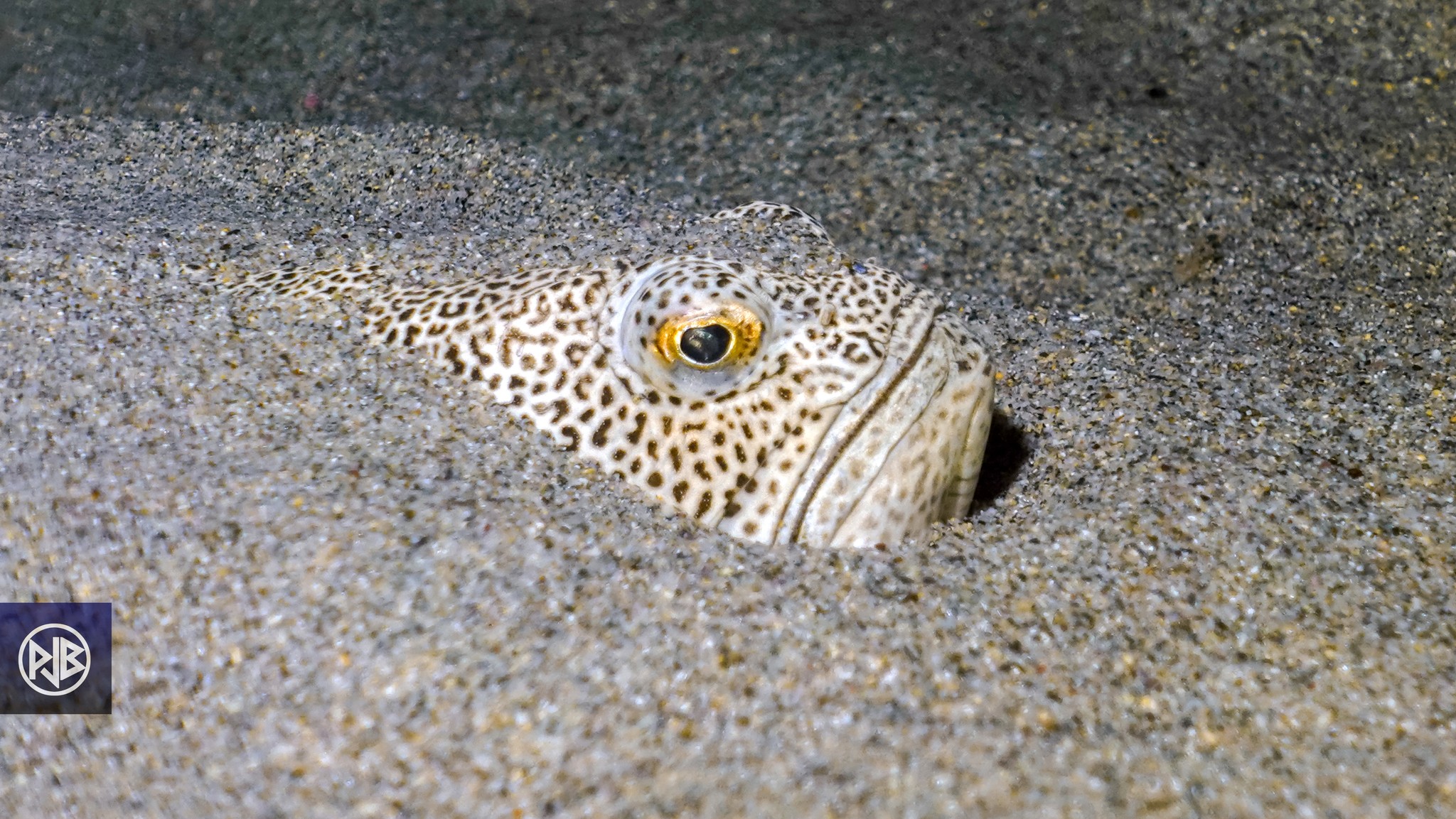 Vive araignée / Aragna cappona Vive araignée / Aragna cappona