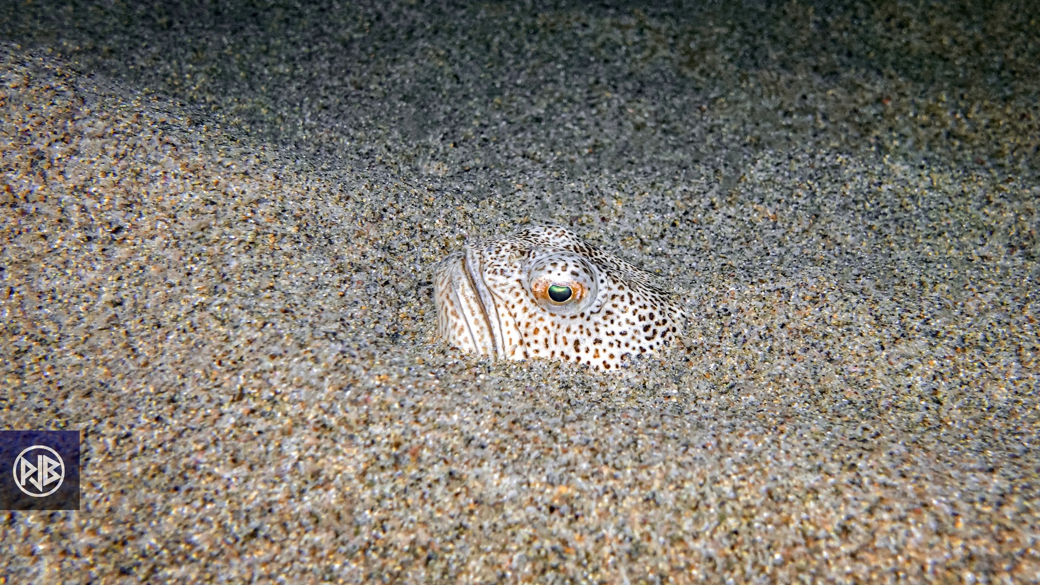 Vive araignée / Aragna cappona Vive araignée / Aragna cappona