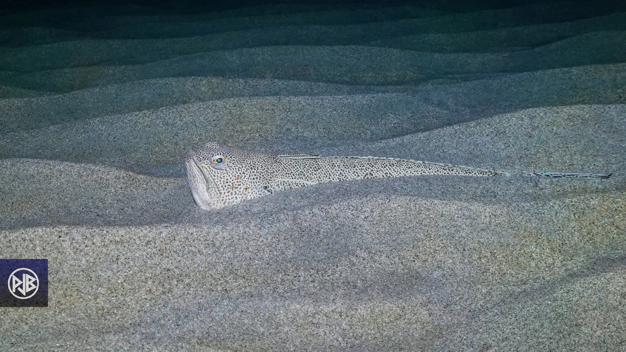 Vive araignée / Aragna cappona Vive araignée / Aragna cappona