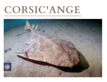 CORSIC'ANGE CORSIC'ANGE