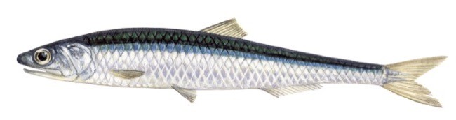 Anchois / Antiuva