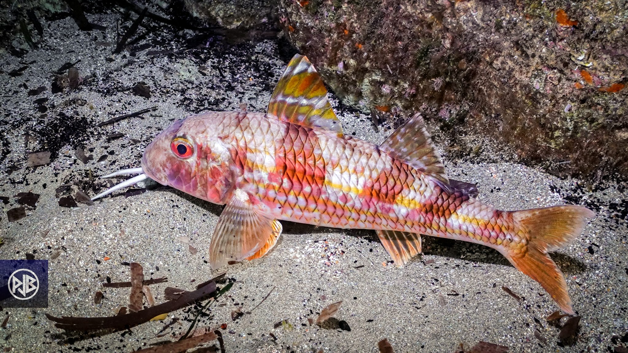 Rouget barbet de roche / Triglia Rouget barbet de roche / Triglia