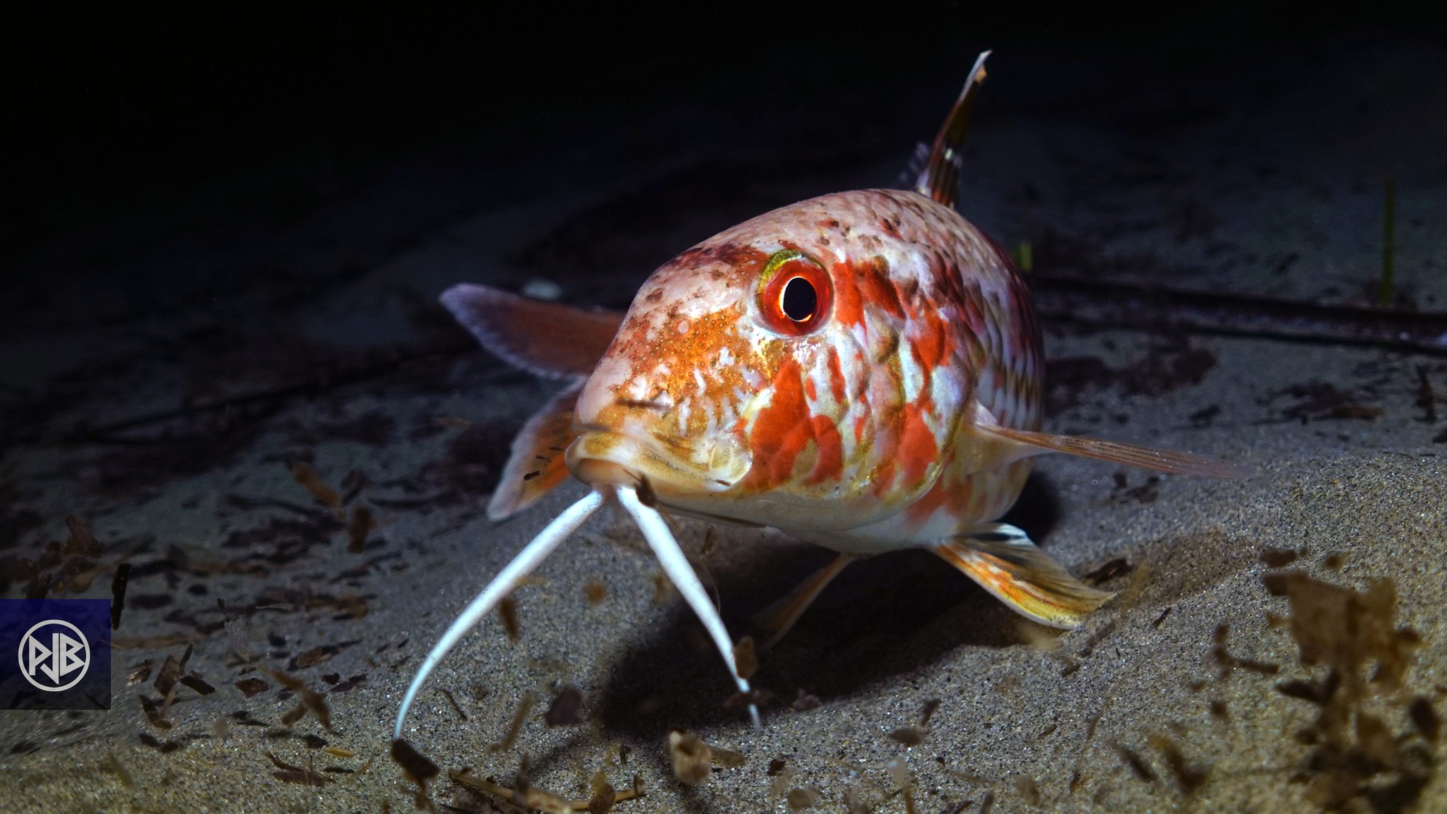 Rouget barbet de roche / Triglia Rouget barbet de roche / Triglia
