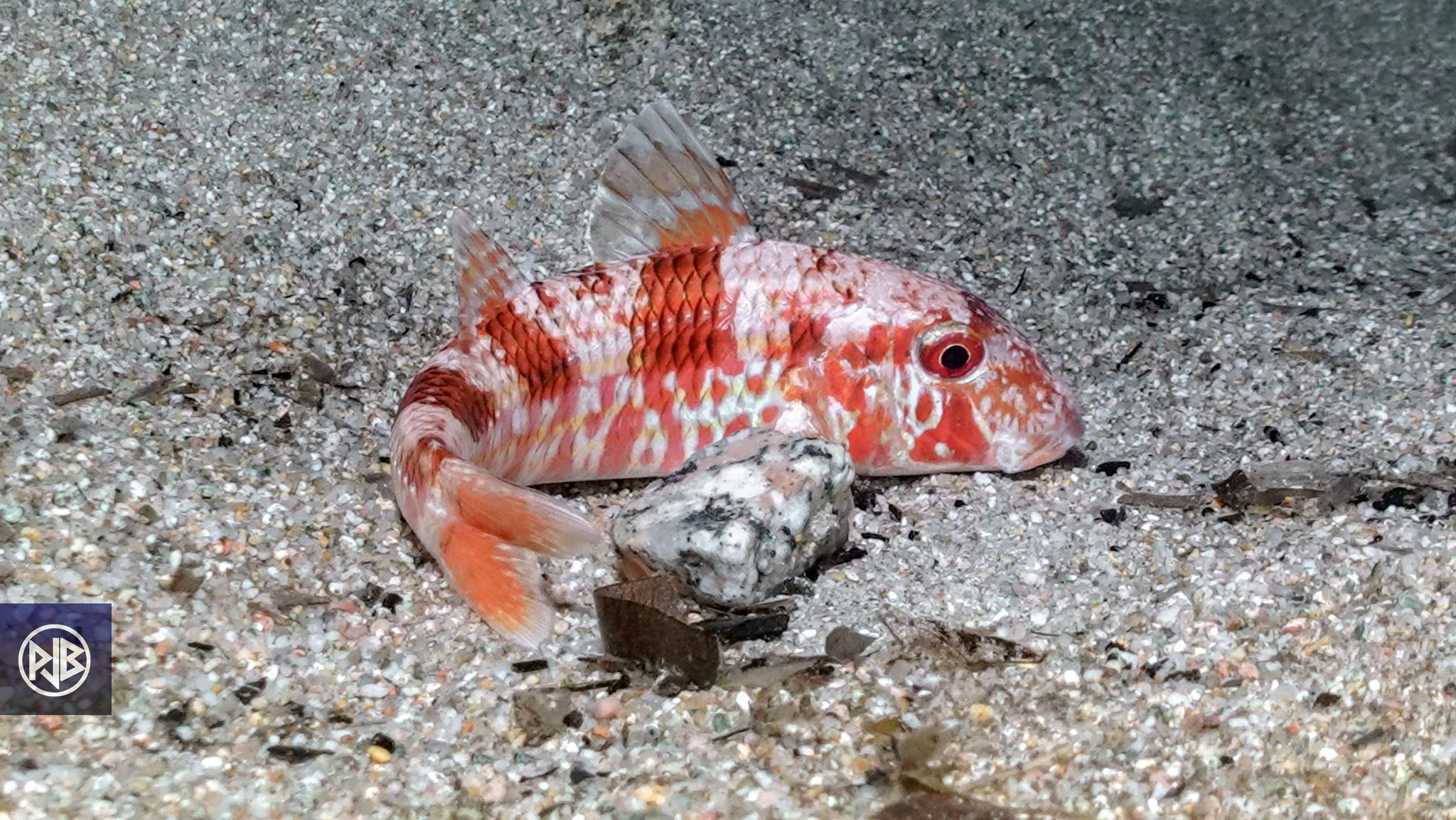 Rouget barbet de roche / Triglia Rouget barbet de roche / Triglia