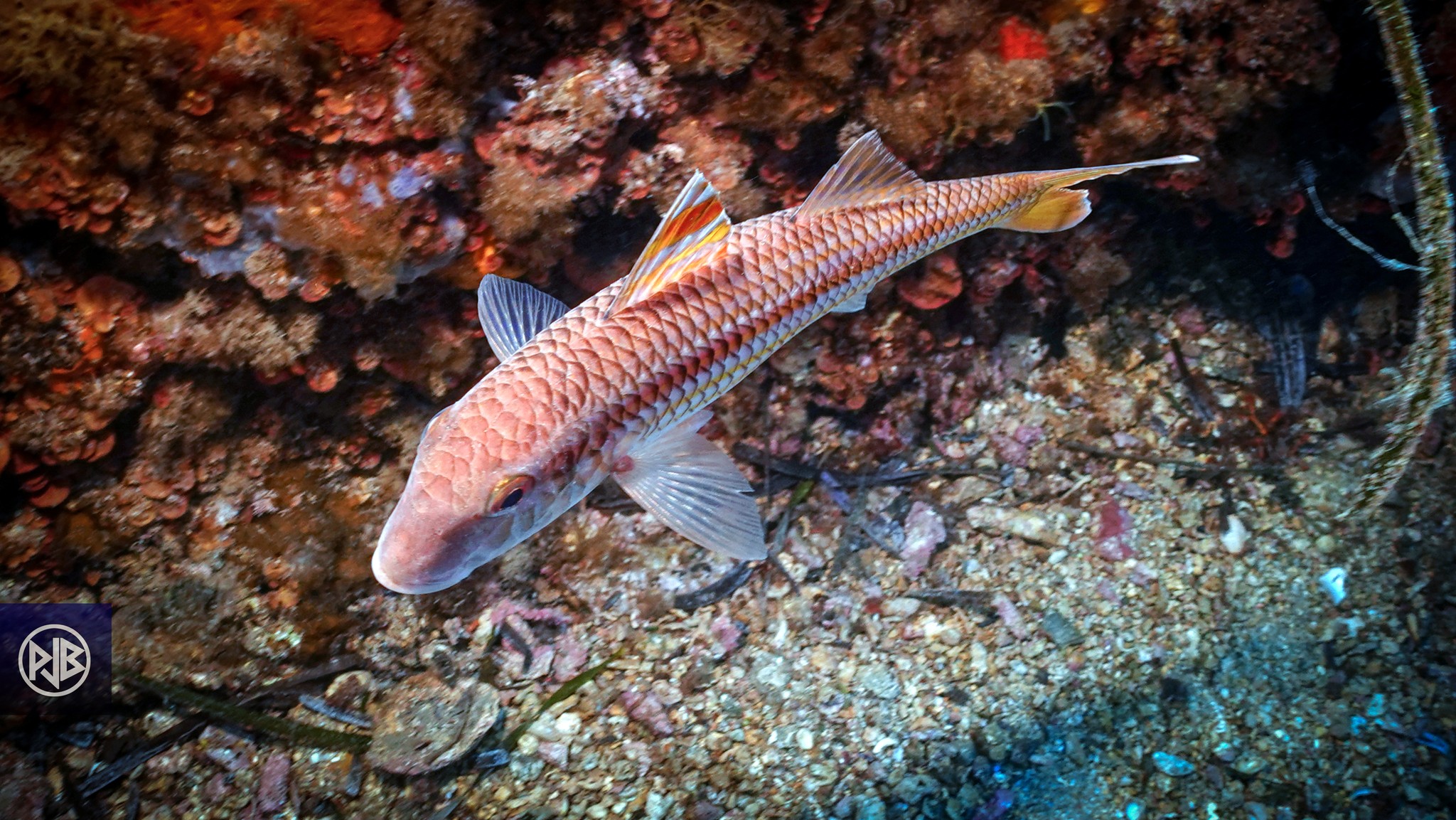 Rouget barbet de roche / Triglia Rouget barbet de roche / Triglia