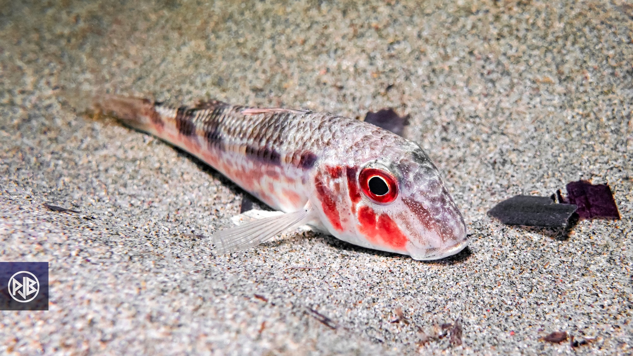 Rouget barbet de roche / Triglia Rouget barbet de roche / Triglia