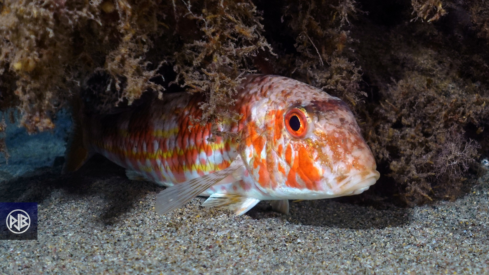 Rouget barbet de roche / Triglia Rouget barbet de roche / Triglia