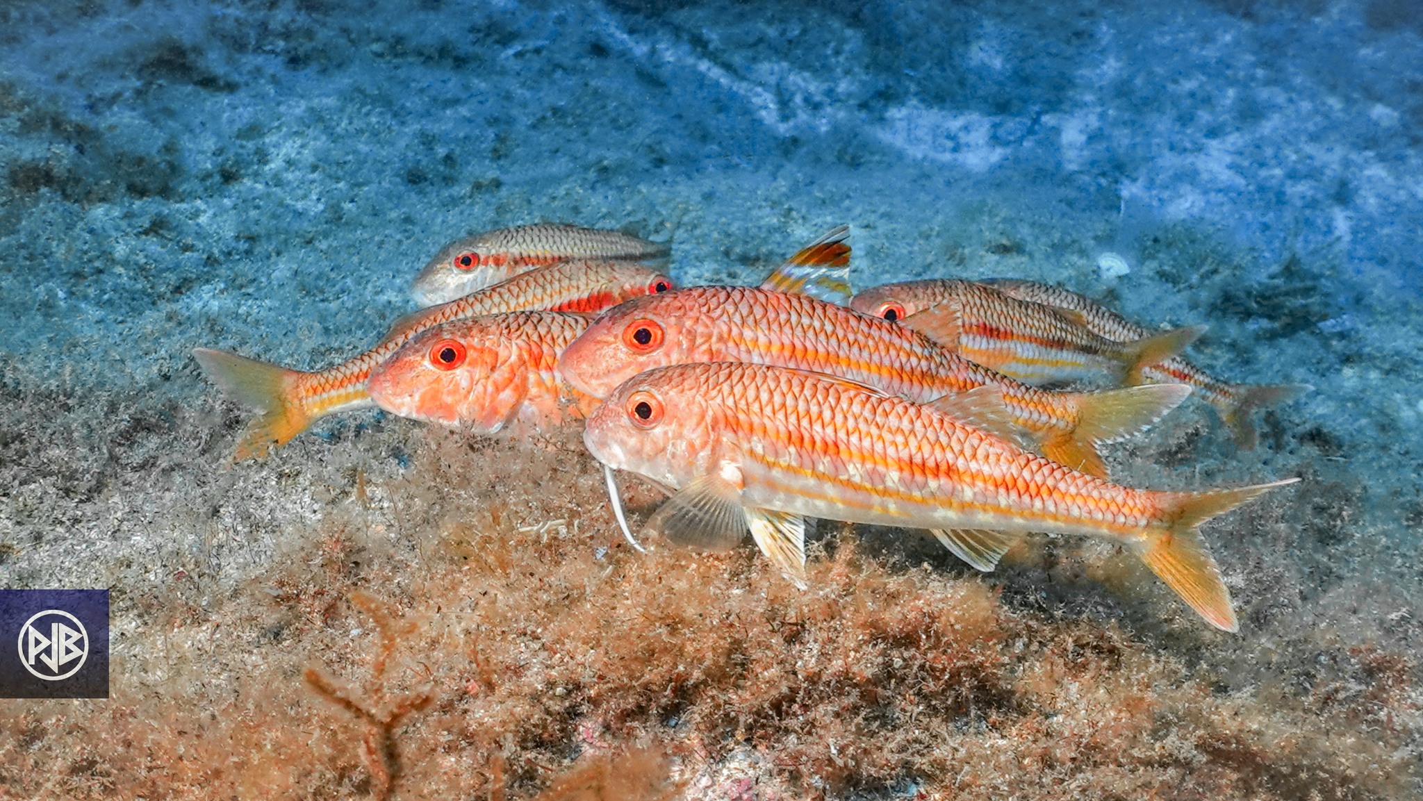 Rouget barbet de roche / Triglia Rouget barbet de roche / Triglia