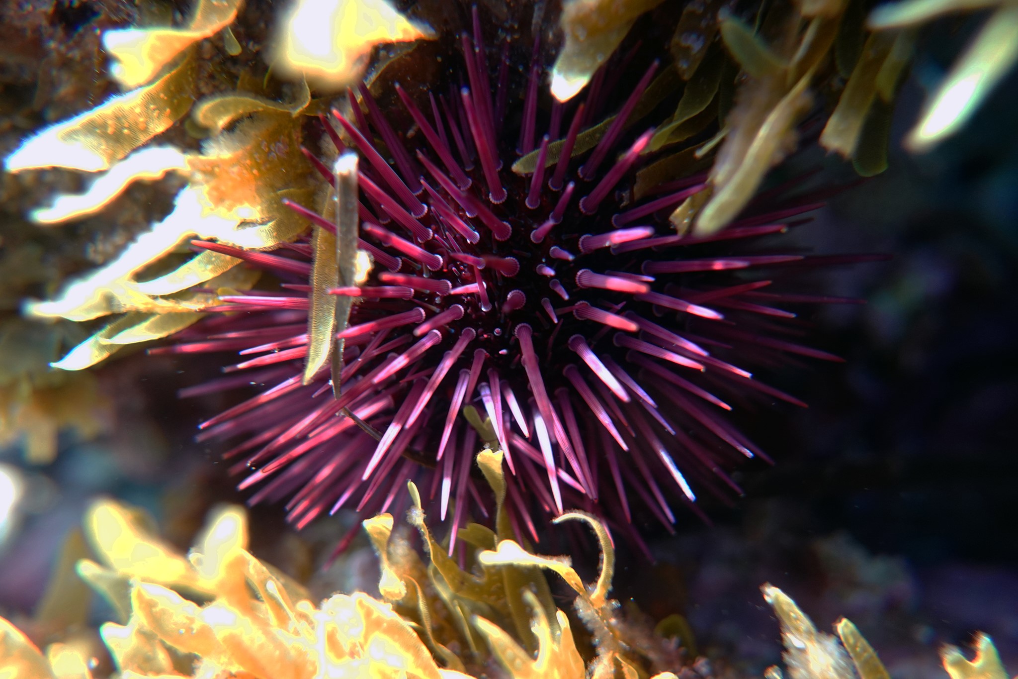 Réglementation de la pêche aux oursins en Corse