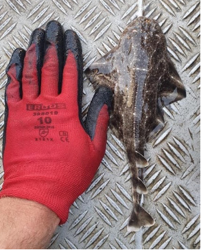 CORSIC'ANGE CORSIC'ANGE