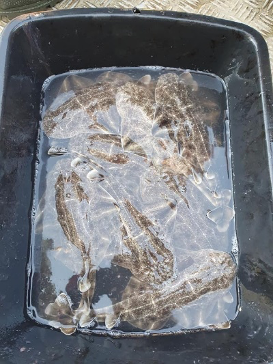 CORSIC'ANGE CORSIC'ANGE