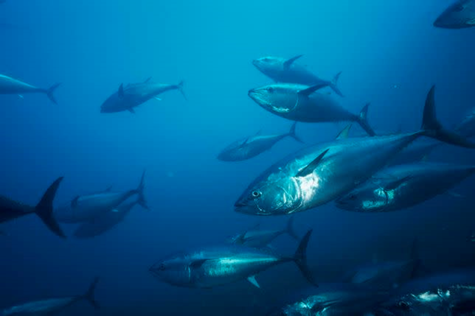 OUVERTURE DE LA PECHE AU THON ROUGE EN MEDITERRANEE