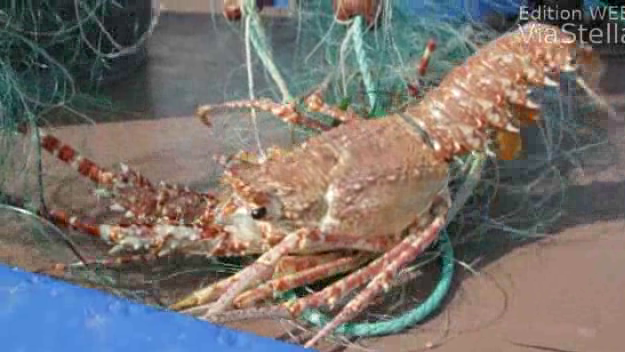 La langouste en Corse sur campagne TV