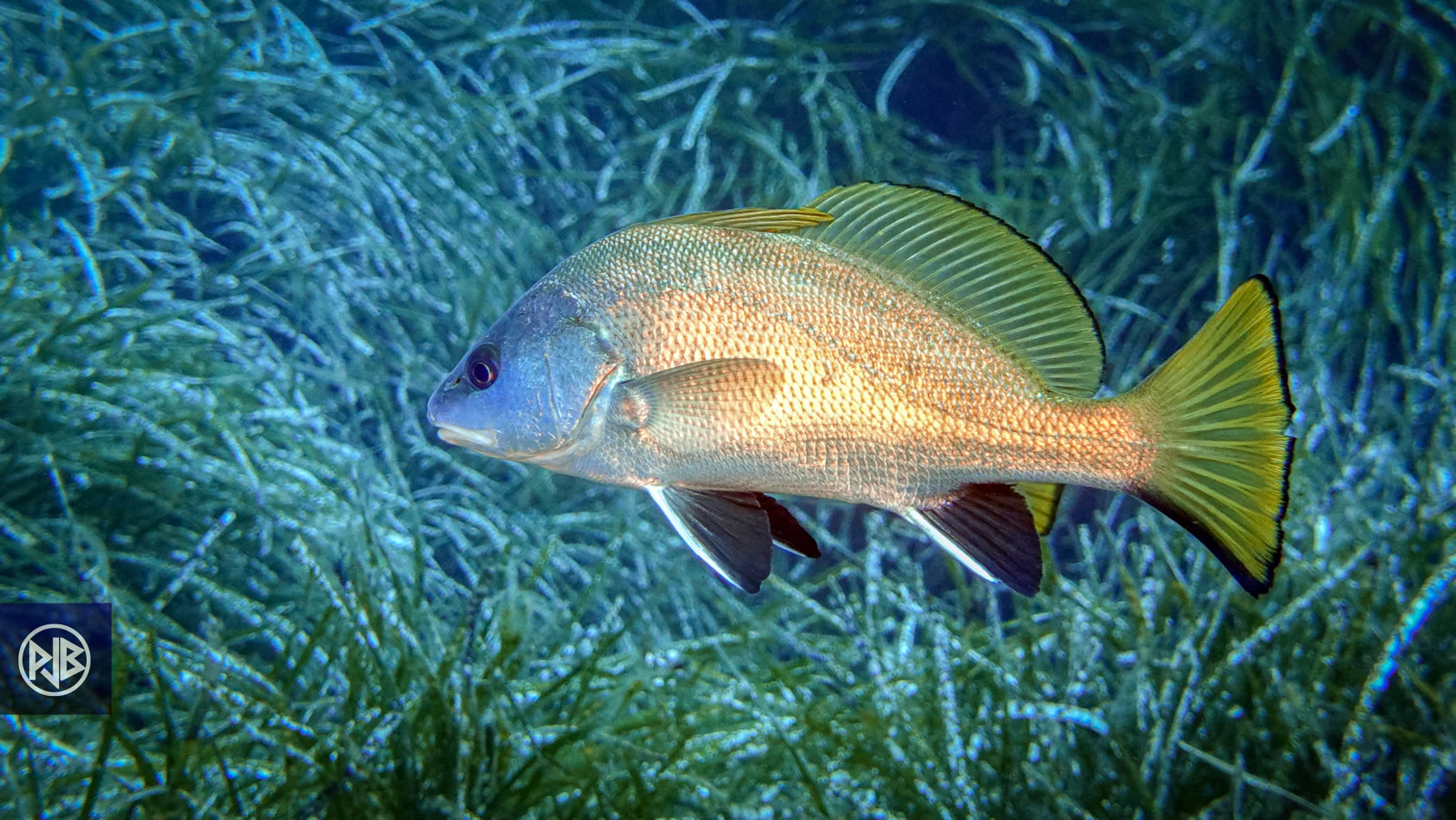 Corb / Corbu Corb / Corbu