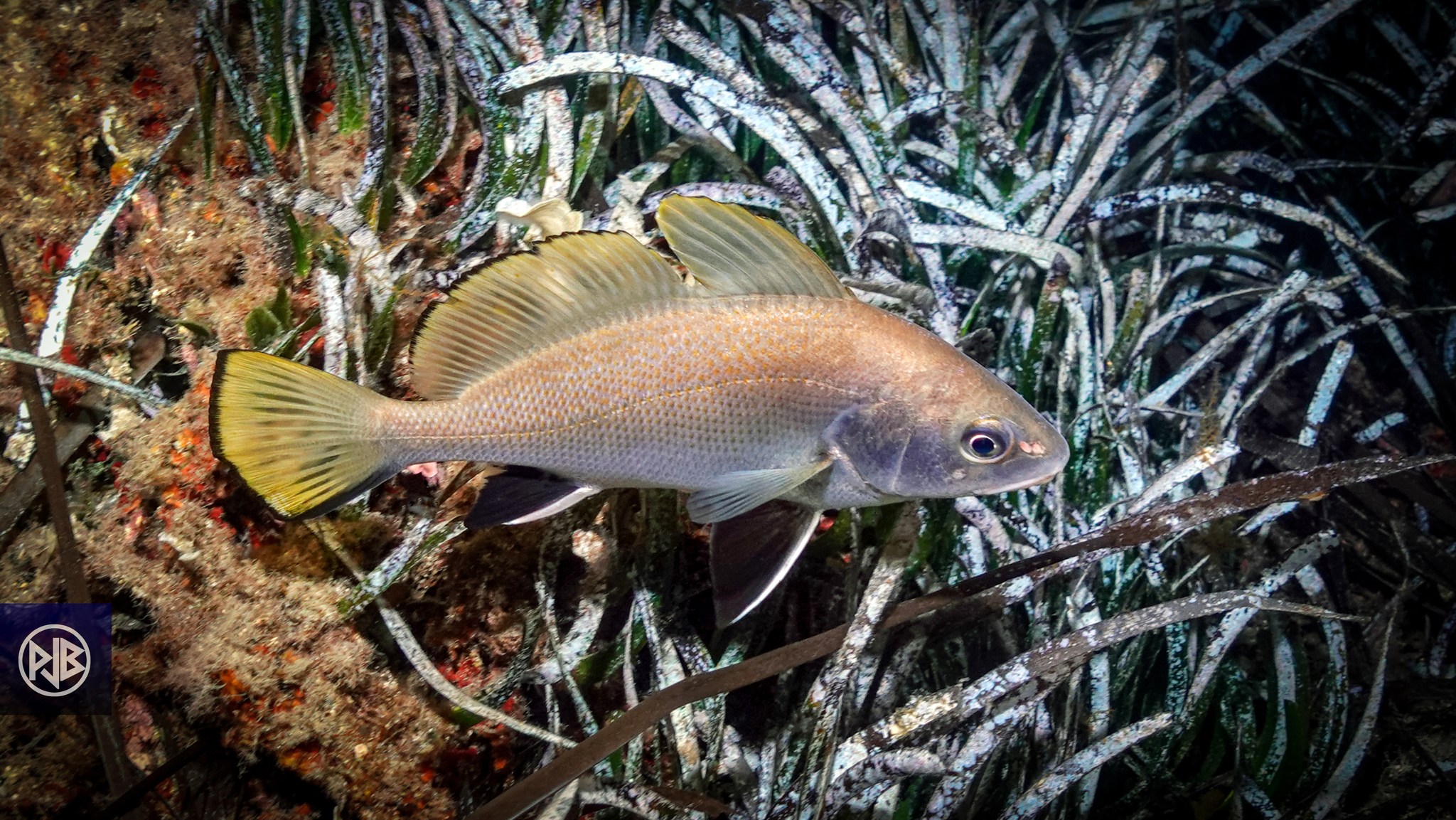 Corb juvénile Corb juvénile