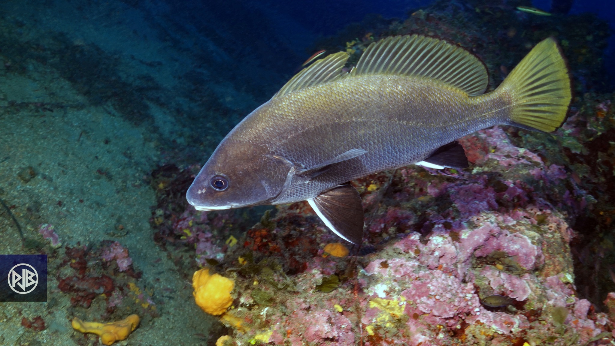 Corb / Corbu Corb / Corbu