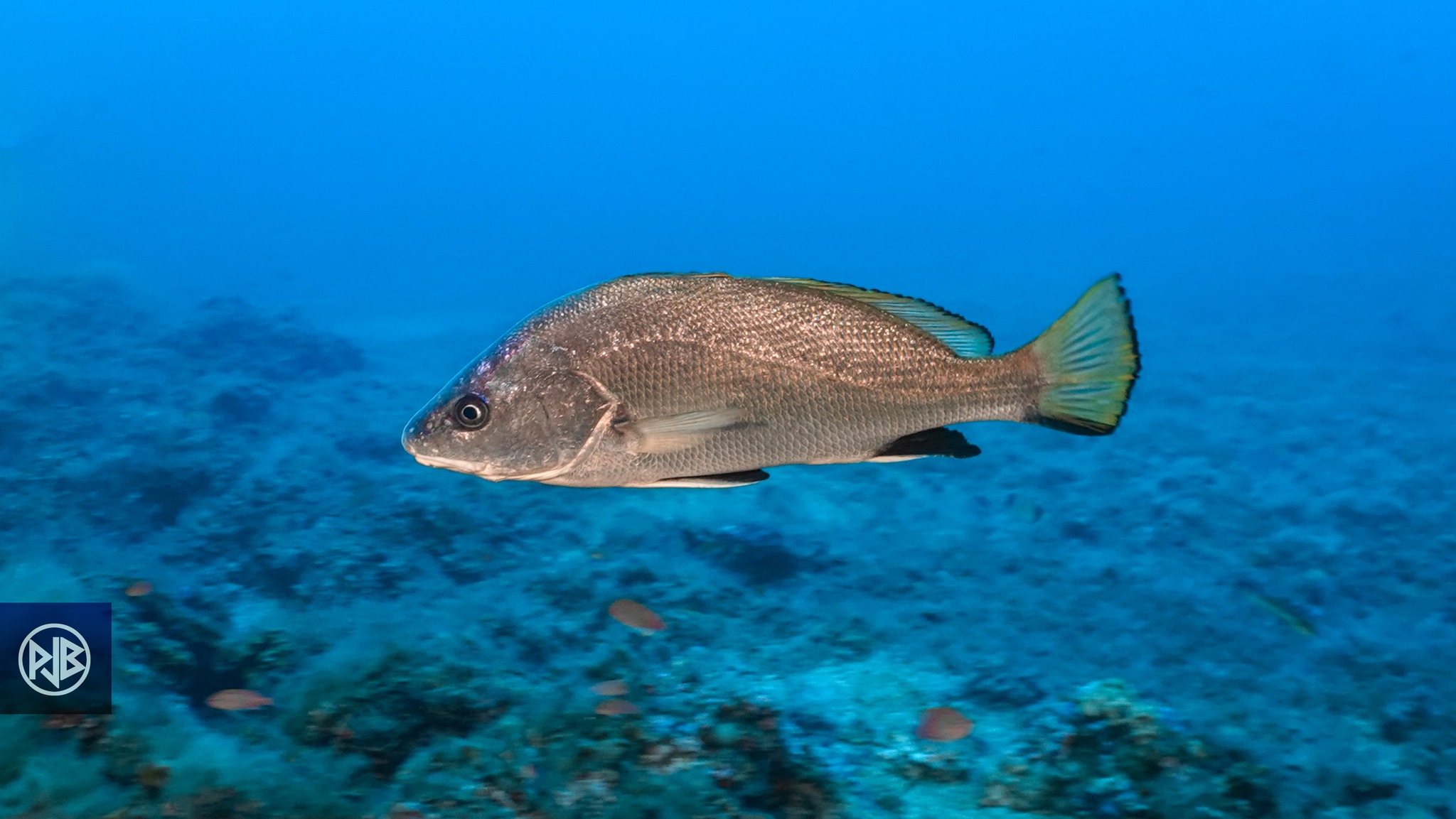 Corb / Corbu Corb / Corbu