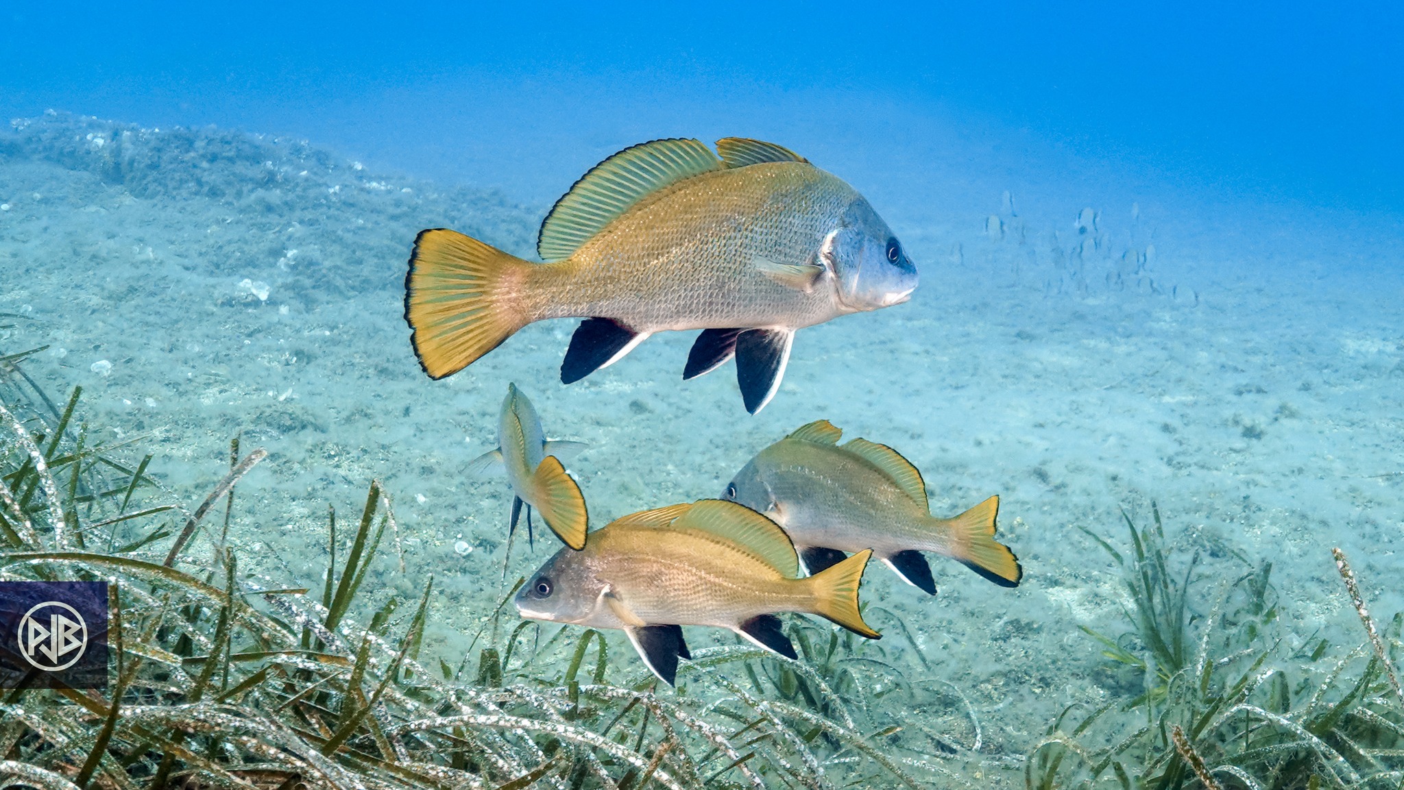 Corb / Corbu Corb / Corbu