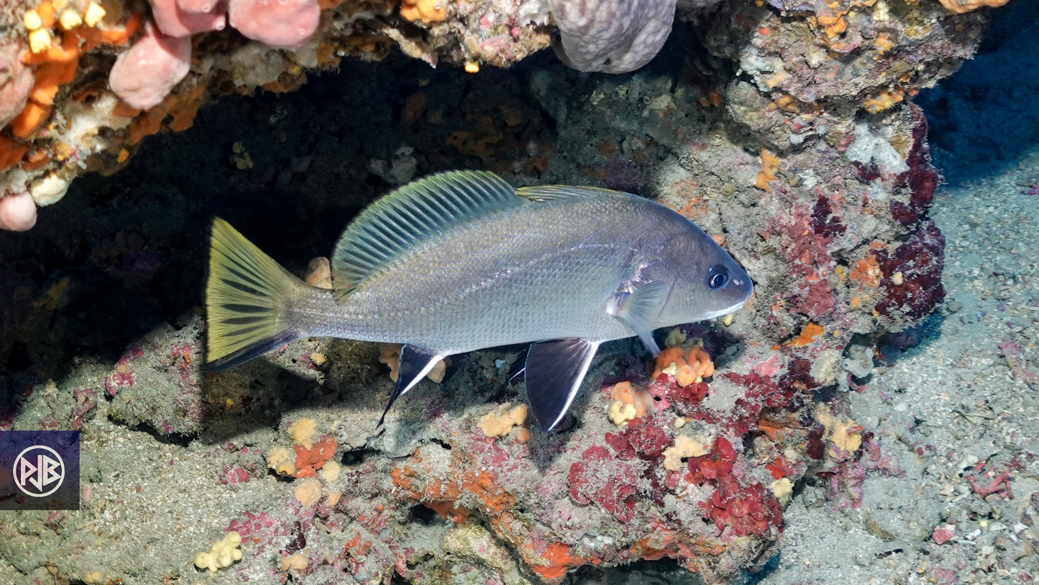 Corb / Corbu Corb / Corbu