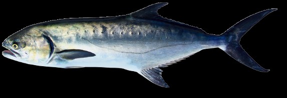 Liche-Amie / Liscia Liche-Amie / Liscia