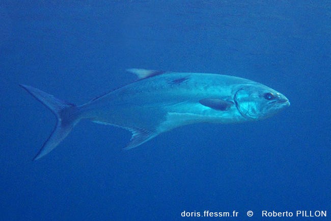 Liche-Amie / Liscia Liche-Amie / Liscia