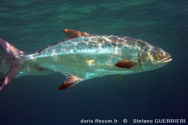 Liche-Amie / Liscia Liche-Amie / Liscia