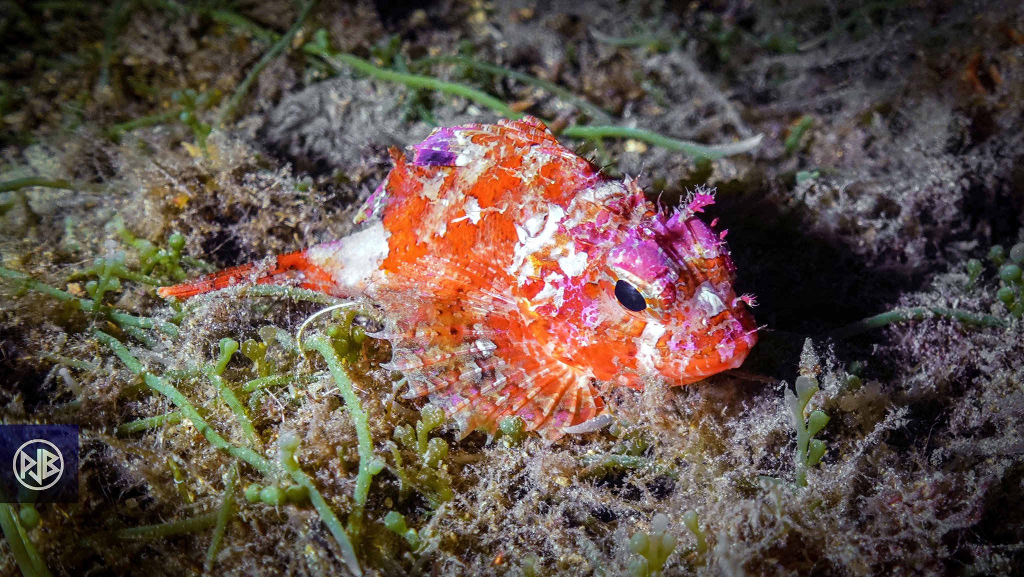 Petite rascasse rouge / Scorpina