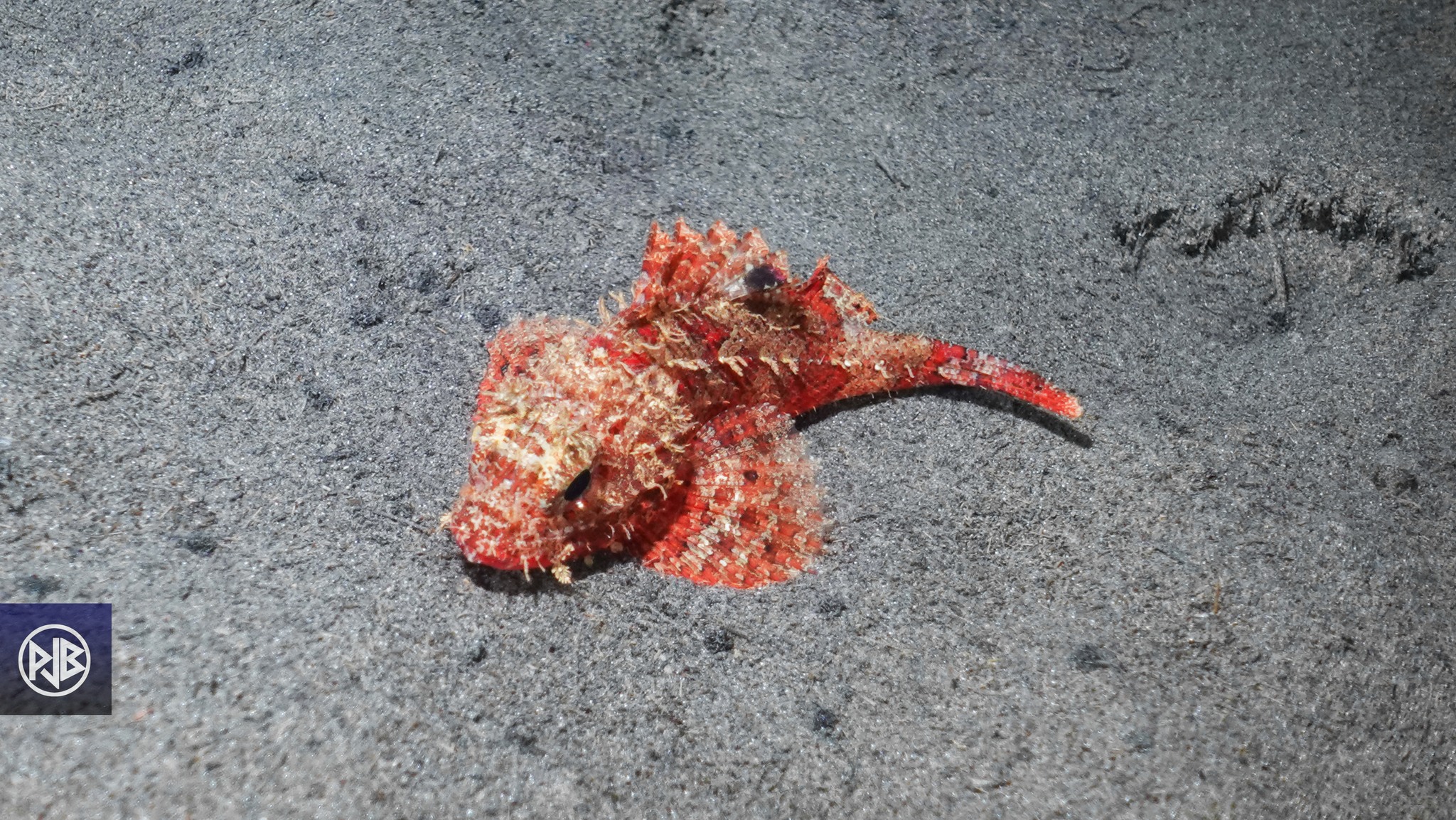 Petite rascasse rouge / Scorpina