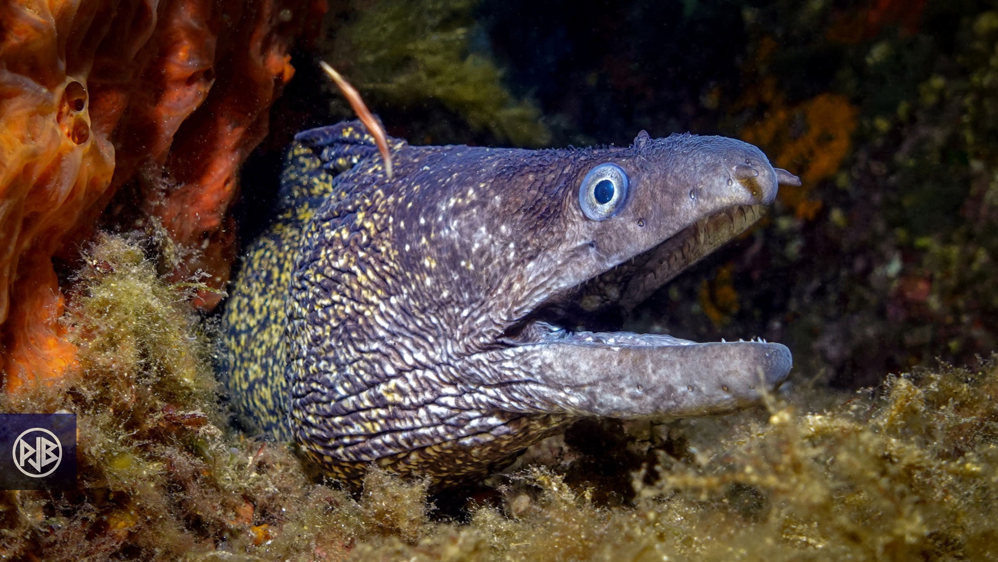 Murène commune / Murena Murène commune / Murena