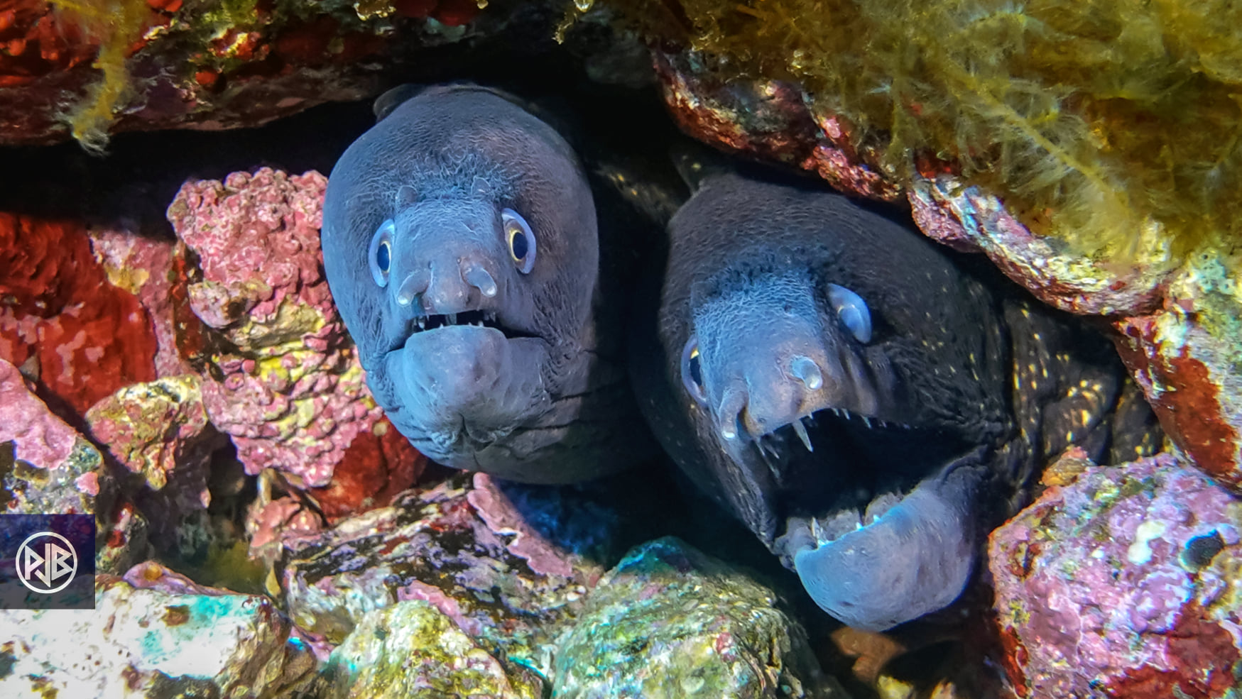 Murène commune / Murena Murène commune / Murena