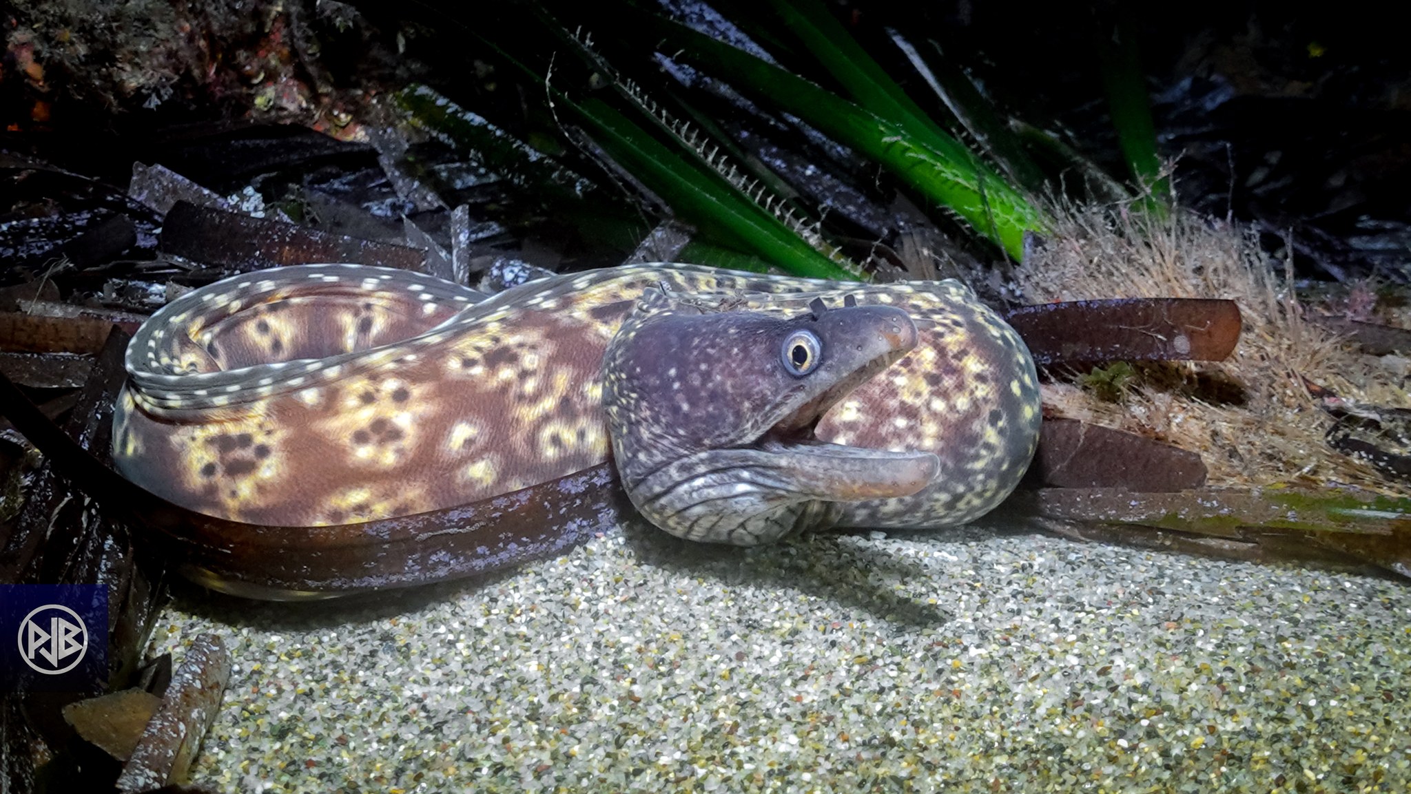 Murène commune / Murena Murène commune / Murena