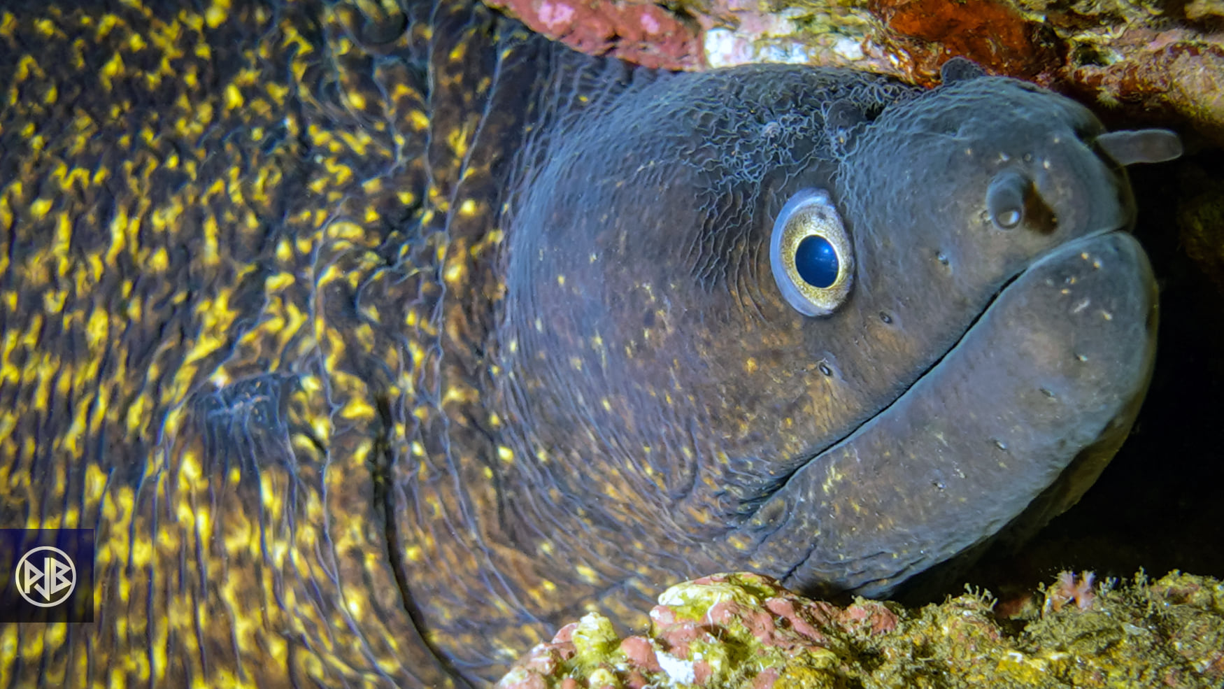 Murène commune / Murena Murène commune / Murena